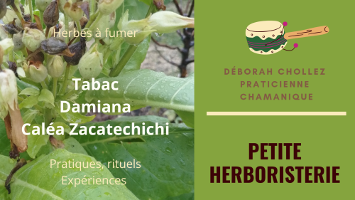 Petite herboristerie – Tabac / Damiana / Caléa Zacatechichi