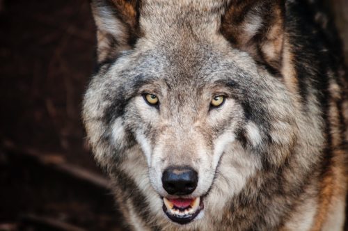 Animaux totémiques – Le loup